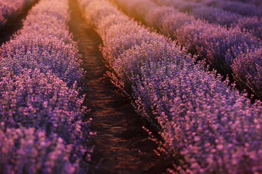 Lieu de mariage en Provence avec Lavandes