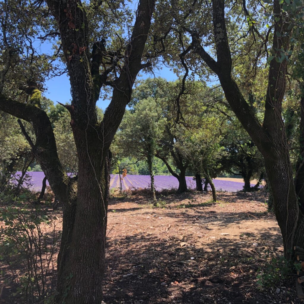 extérieurs domaine de mariage de luxe en Provence